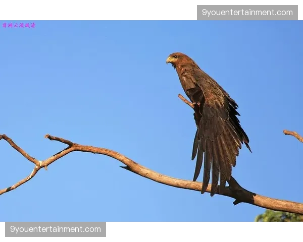 尼日利亚非洲雄鹰折戟预选 缺席正赛成扩军最大冷门